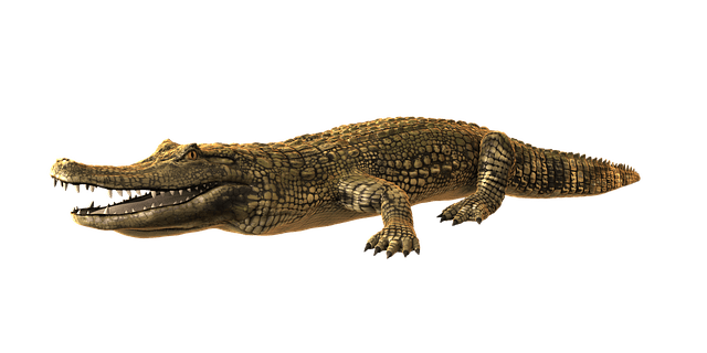 alligator