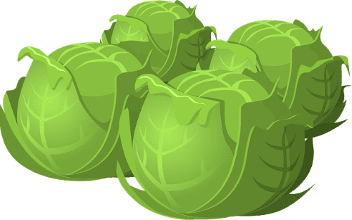 cabbage