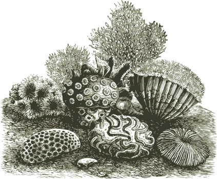 reef