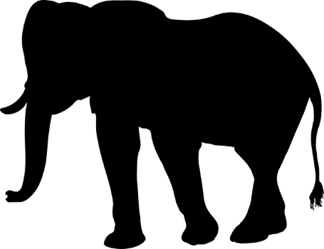 elephant