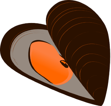 oyster