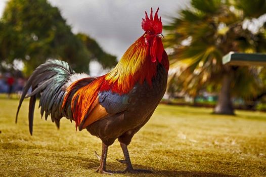 rooster
