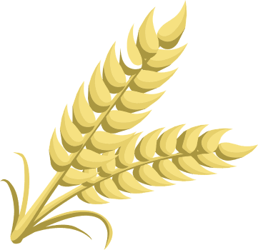 wheat