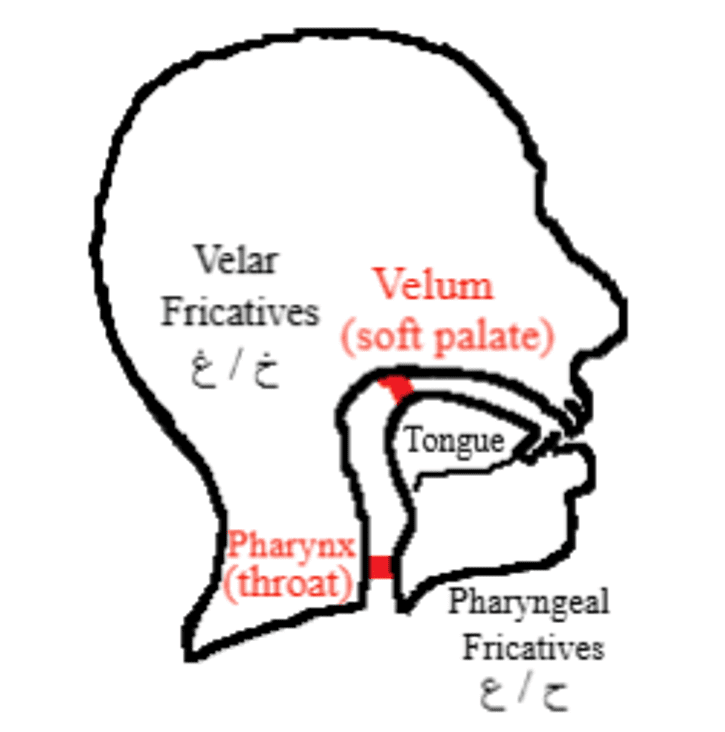 arabic-pharyngeal-velar-fricative-sounds