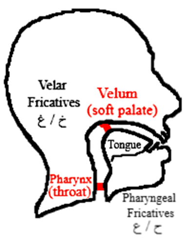 pharyngeal and velum fricatives in Arabic